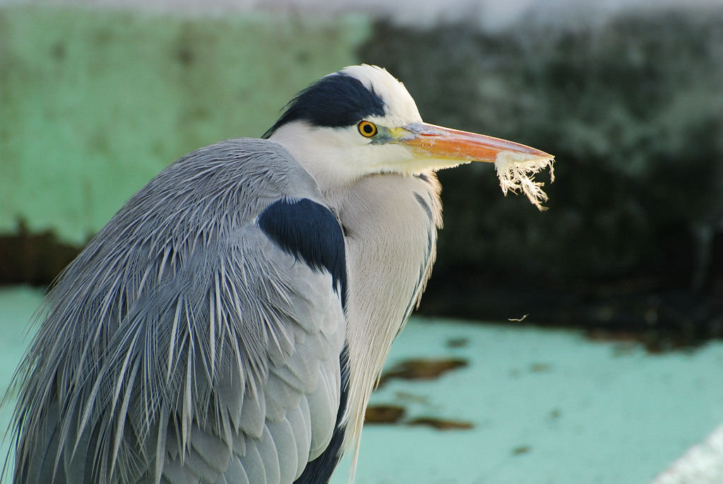 Graureiher 
(Besucher im Zoo Krefeld)