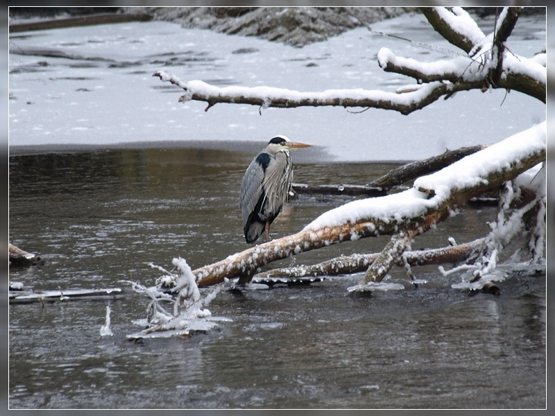 Graureiher im Winter 1