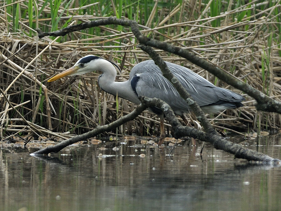 Graureiher, Kock's Loch