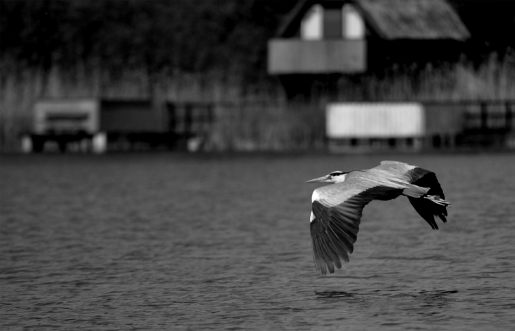 Graureiher (Mecklenburgische Seenplatte) in Zettemin auf dem Rützenfelder See. Nikon D90 und dem Nikkor AF-S DX Nikkor 55-300 mm 1:4,5-5,6G ED VR . Be