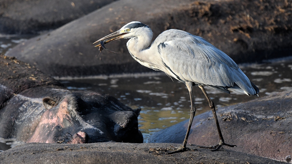 Graureiher mit Fisch (Grey Heron)
Katavi Nationalpark

s920 Katavi Graureiher 6119