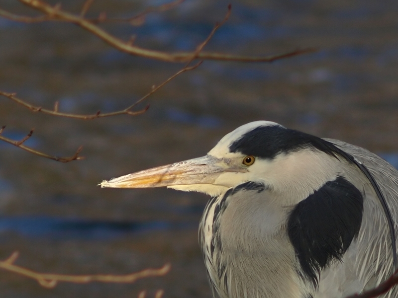 Graureiher Portrait