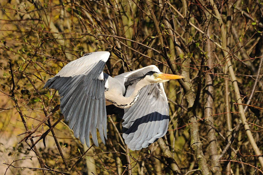 Graureiher
Tiergarten Nürnberg
