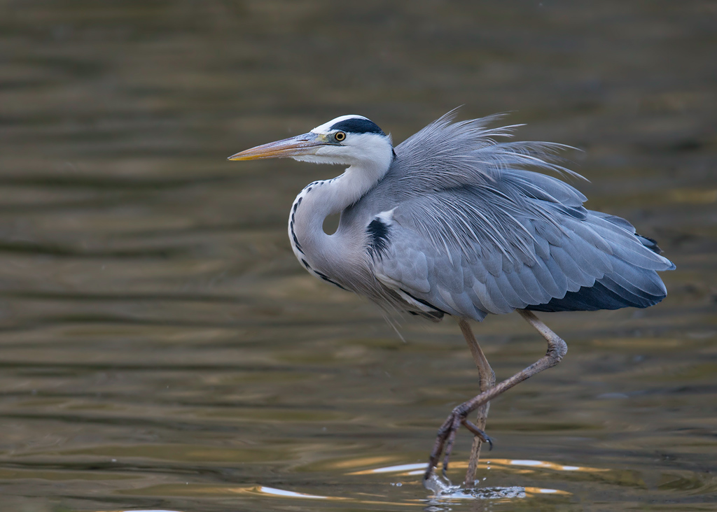 Graureiher
Weiher im Tiergarten Nürnberg