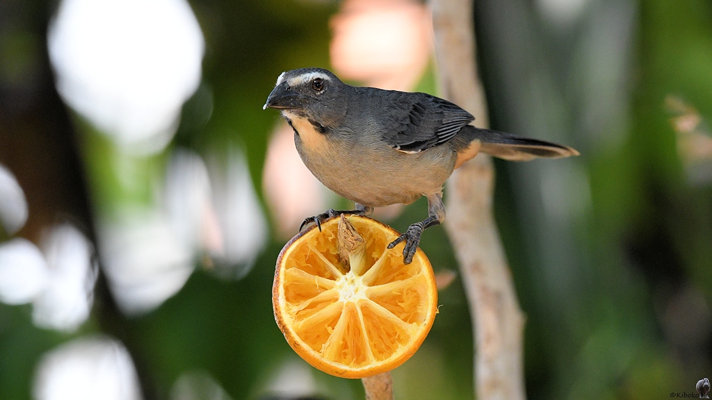 Grausaltator (grayisch Saltator)

s743 PantnalHotel GrayishSaltator 2709