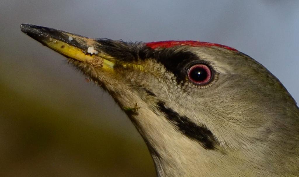 grauspecht 100% crop