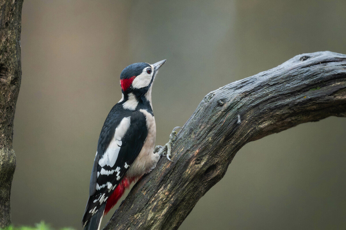 Great Spotted Woodpecker 1.jpg