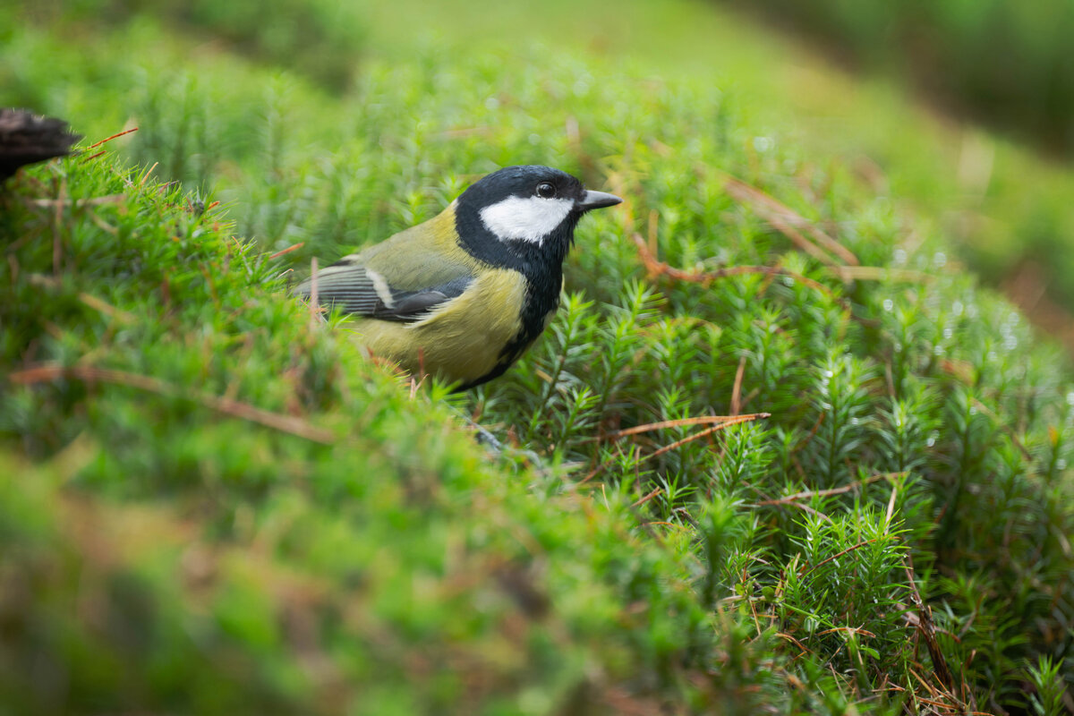 Great Tit 2.jpg