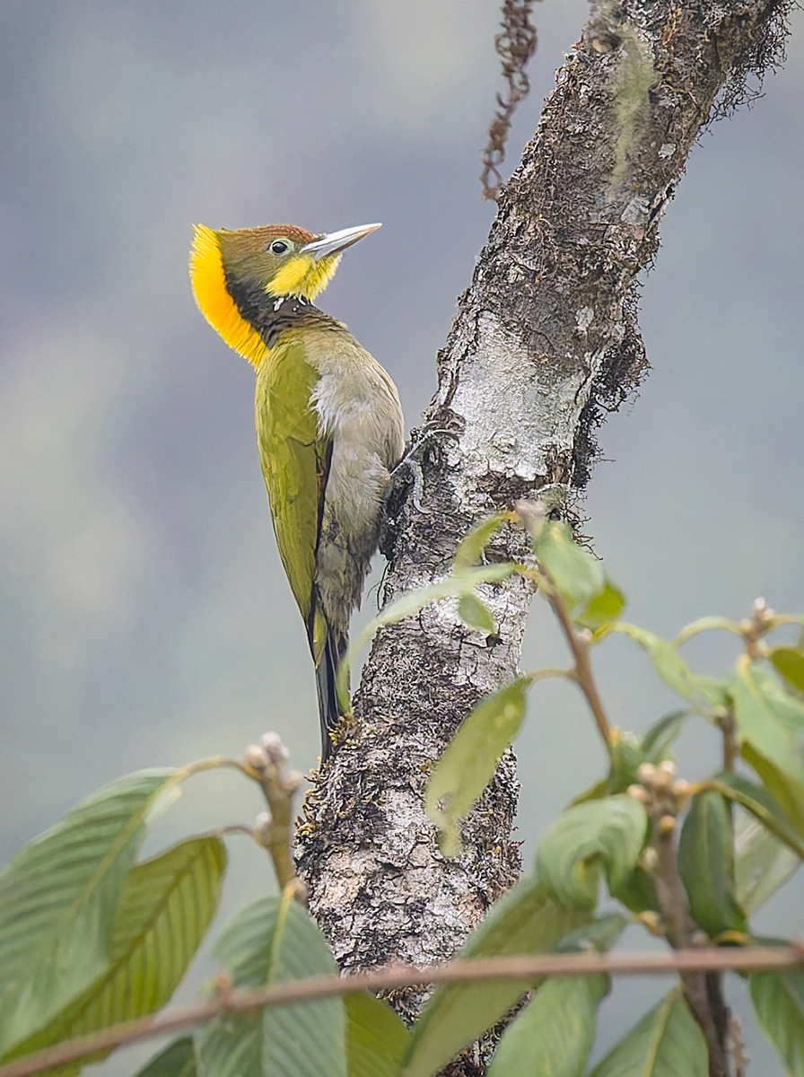 Greater Yellownape.jpg