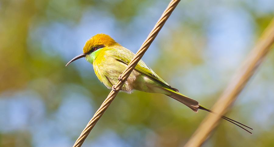 Green Bee-eater (Merops orientalis)