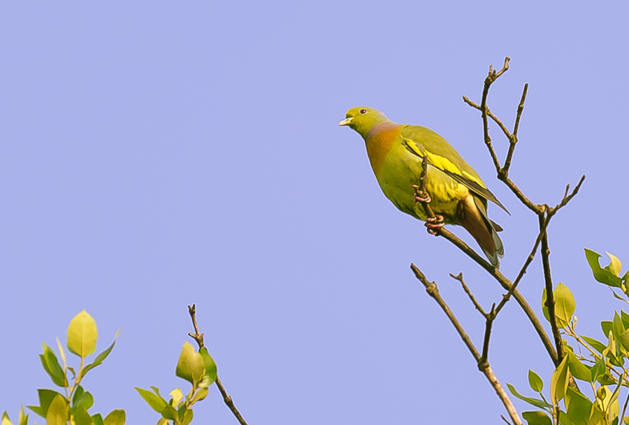 Green Pigoen