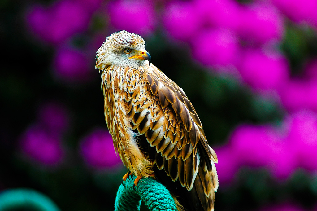 Greifvögel II