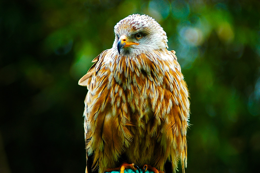 Greifvögel