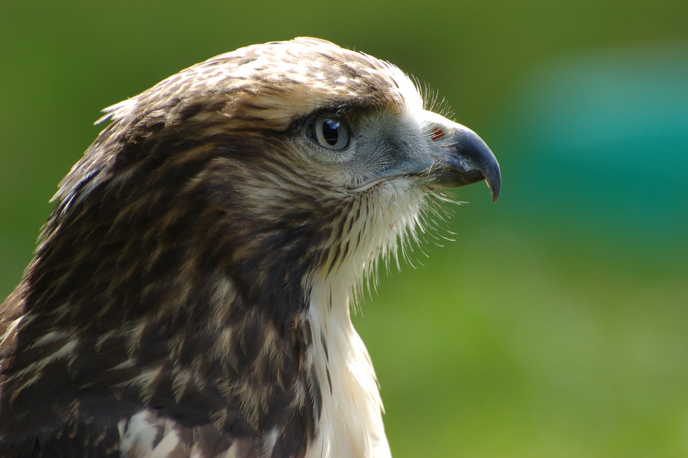 Greifvogel
Foto OOC