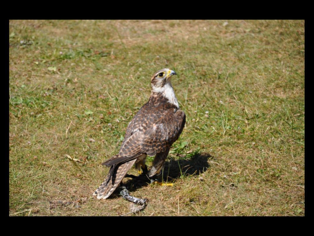 Greifvogel Herf.DSC 0006