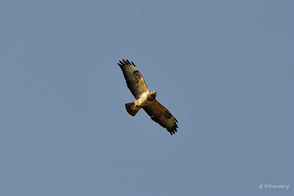 Greifvogel