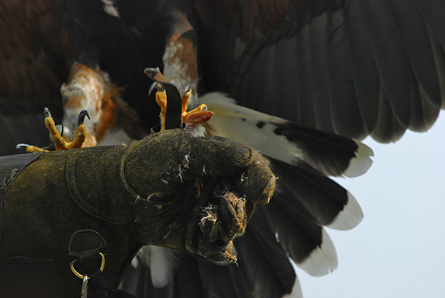 Greifvogelshow im Wildpark Edersee - vermutlich Rotmilan bei der Landung auf dem Handschuh.
Nikon D80, ISO 320, 1/750sec, Blende leider nicht mehr in 