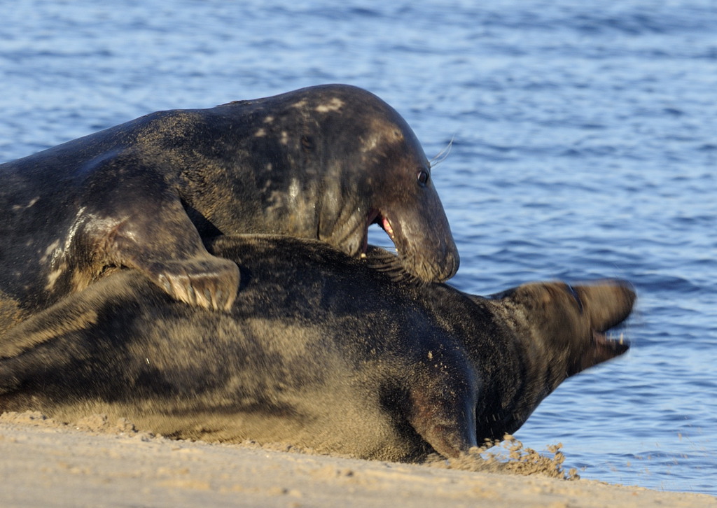 Grey Seal Bulls Fight