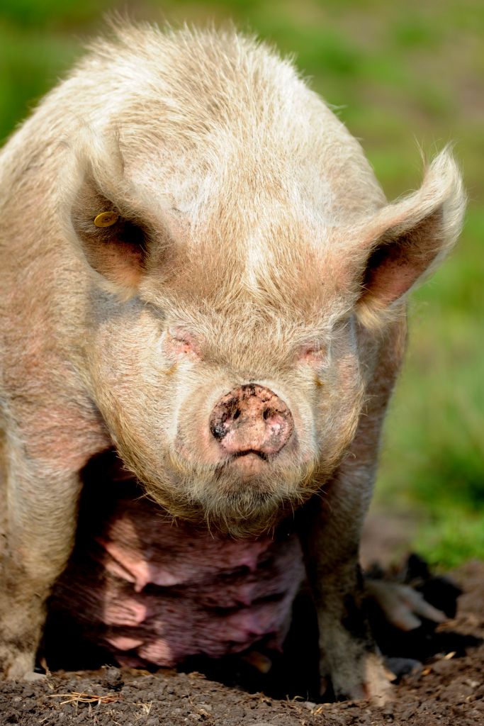 Grimmschwein