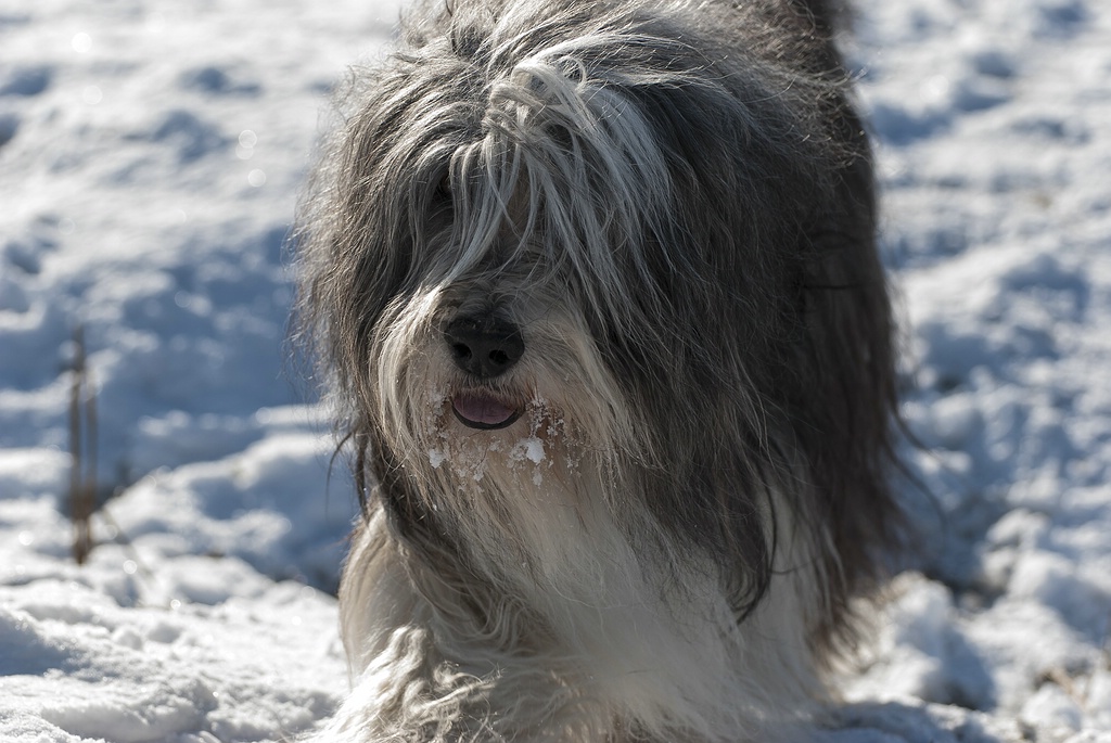 Grisu 2010