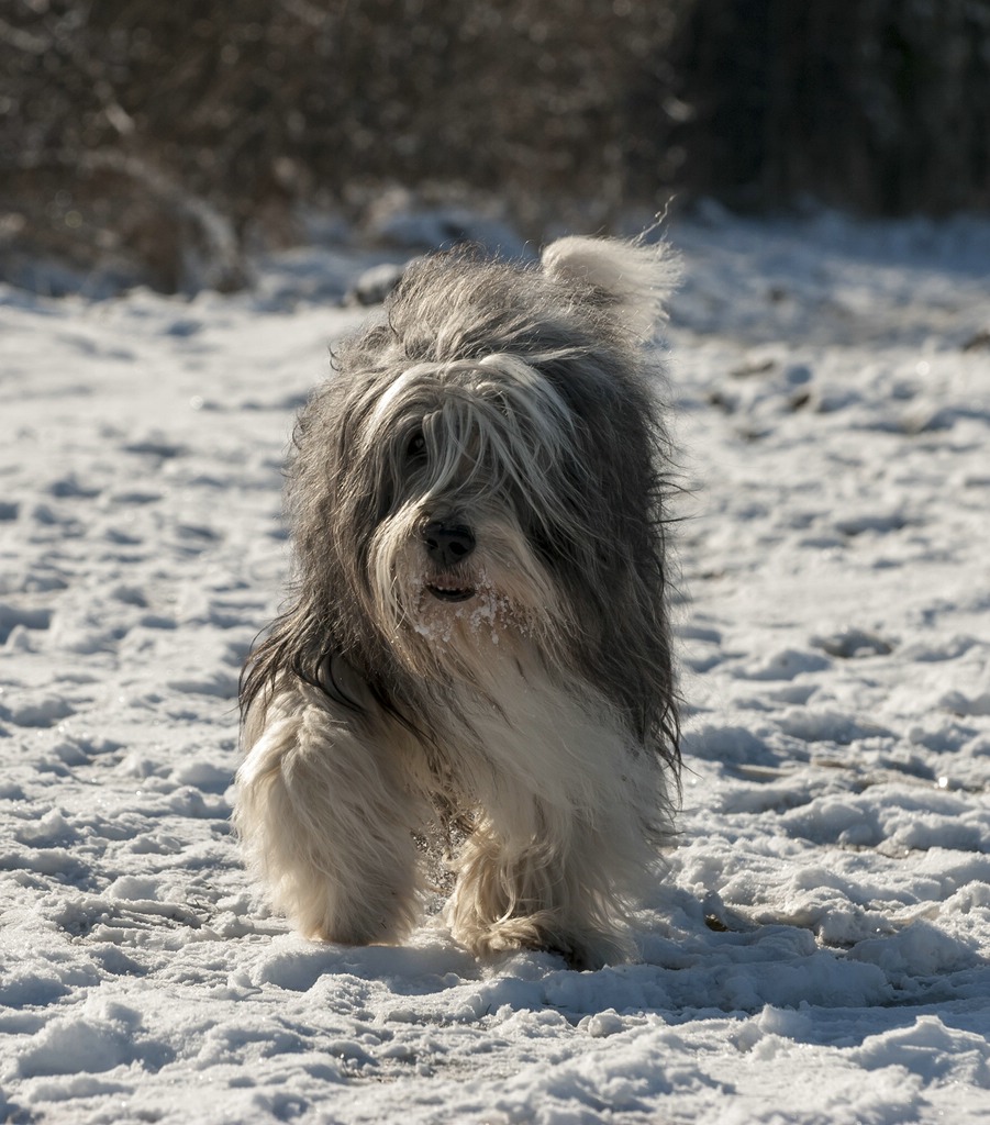 Grisu 2010_01