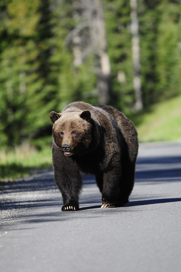 Grizzly Baer