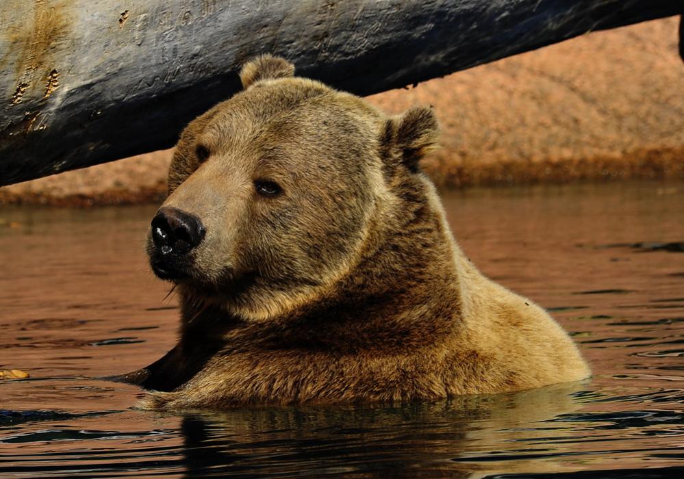 Grizzly beim Baden im Yellowstone