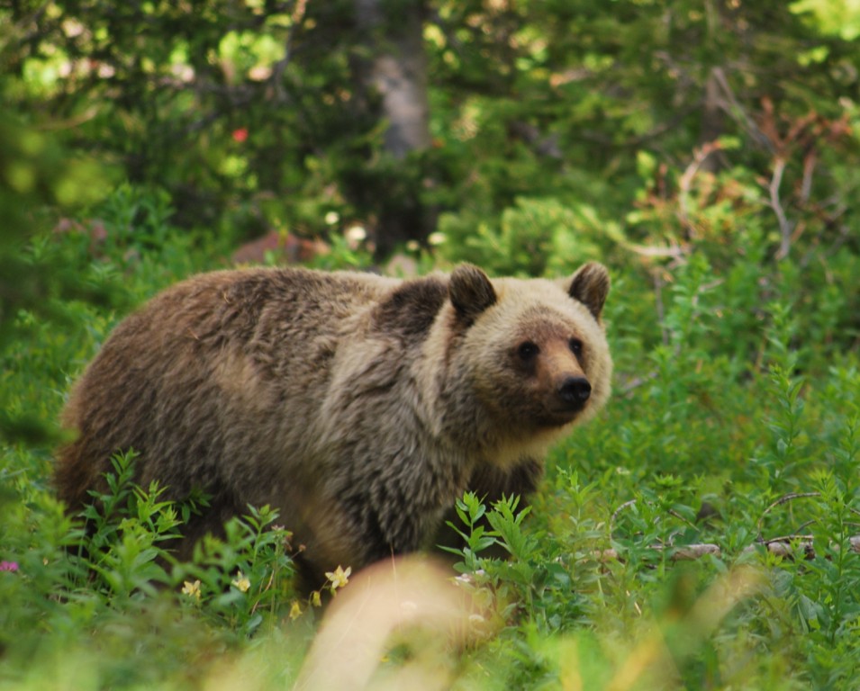 Grizzly