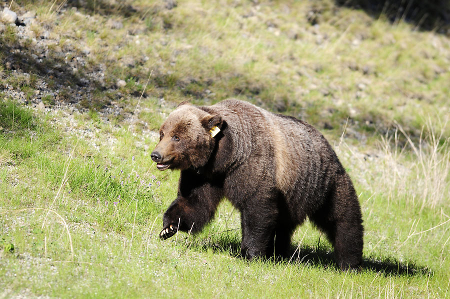 Grizzly