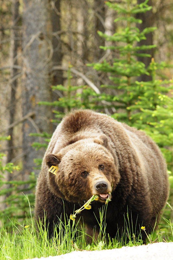 Grizzly