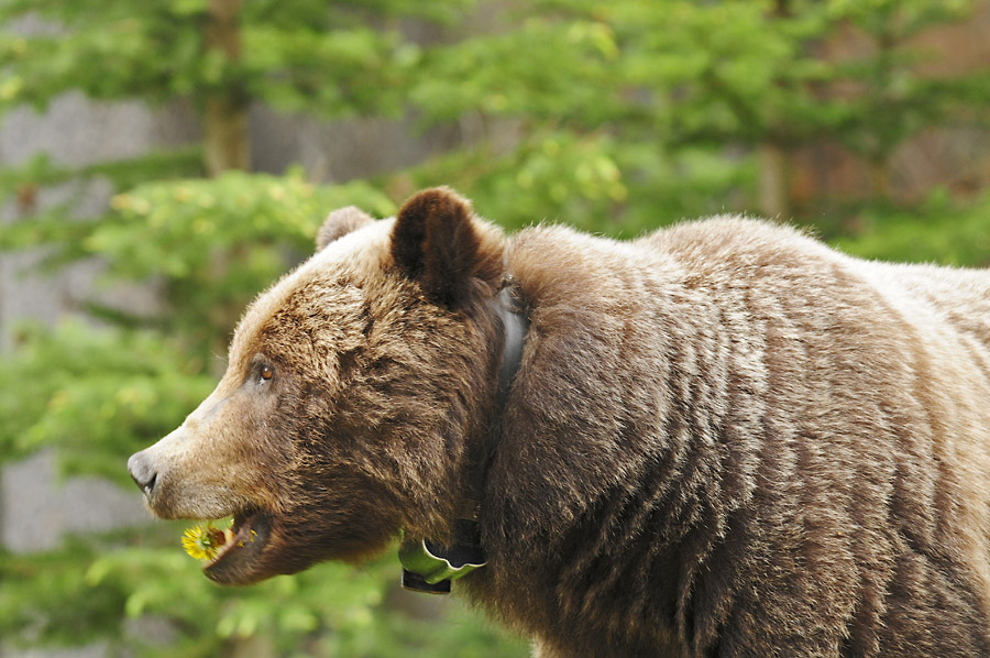 Grizzly