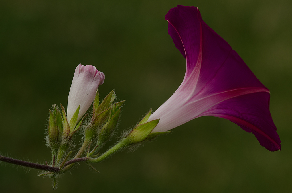 Groß und klein

Mehrere Prunkwinden mit unterschiedlichen Farben blühen im heimischen Garten!


Nikon D7000 + AF Nikkor 4/200mm D ED; 7° 56´; 1/40", f