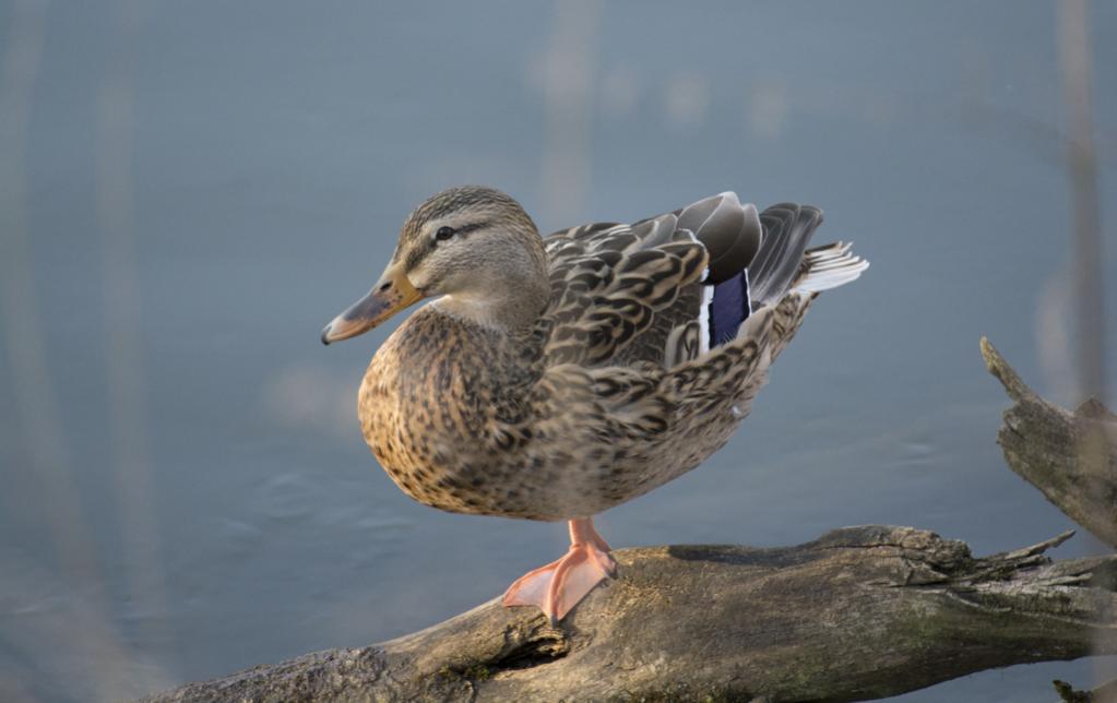 Großartige Balance. Ein Stockente steht einbeinig auf einem Ast im Fluss.