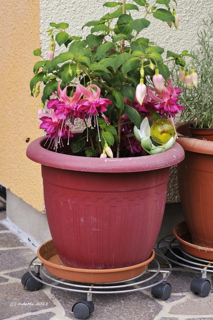 Großblühende Fuchsie 23-07-2011 MIB4627