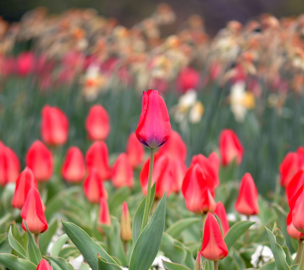 große unter kleinen Tulpen