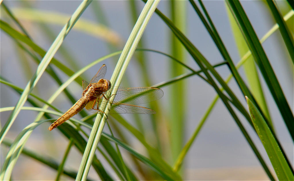 Großer Blaupfeil - weibchen