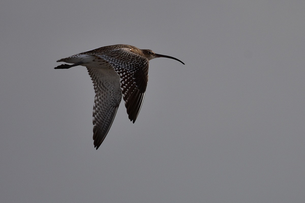 Großer Brachvogel 2016 06130.jpg 1