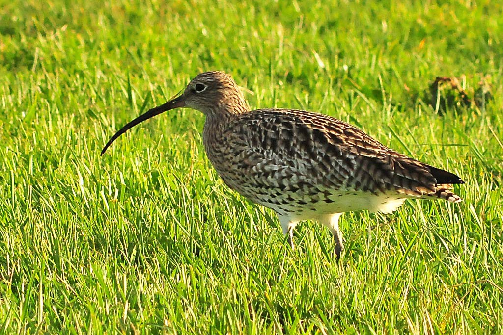 Großer Brachvogel auf Borkumer Binnenwiese - ohne Tarnzelt - mit AF 300/F4 + Kenko 1.4x 300 DG 
(MHX 6826AUSMx, Crop)