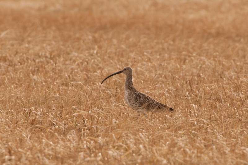 Großer Brachvogel