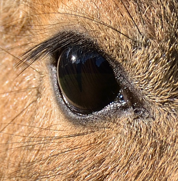 Großer Mara
Sigma 120-300 OS [S] mit Sigma TC 1.4x bei 420 mm F6.3
100% Crop (aus FX 36MP D800) aus vorheriger Aufnahme
Entwicklung mit CNX2 (ungeände