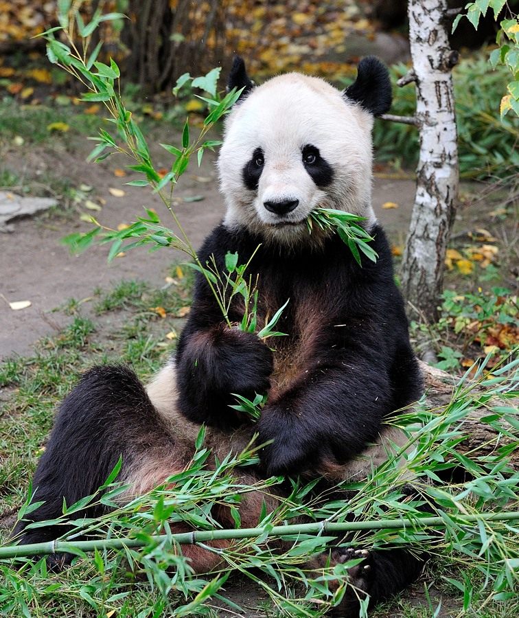 Großer Panda