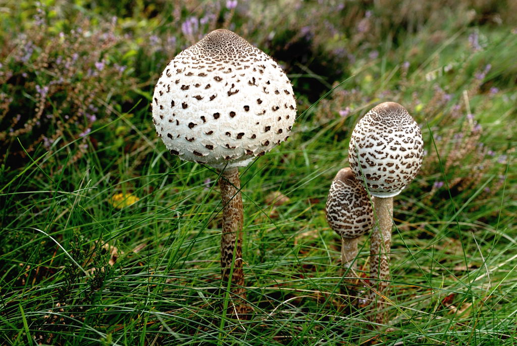 Großer Schirmpilz 0015B