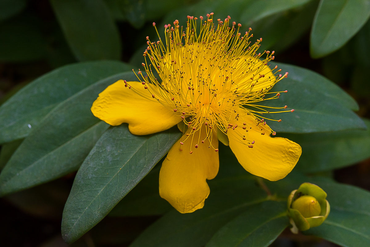Großkelchiges Johanniskraut (1 von 1).jpg