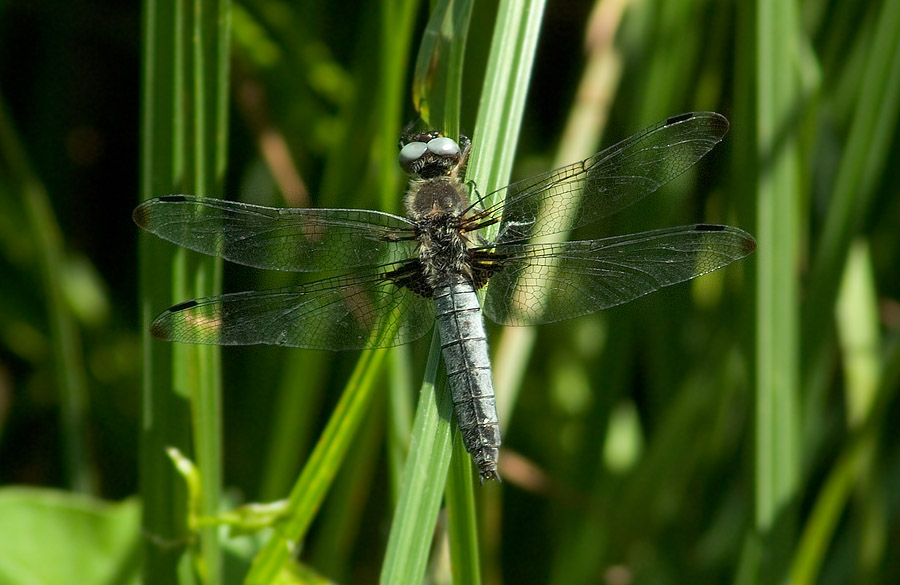 großlibelle1