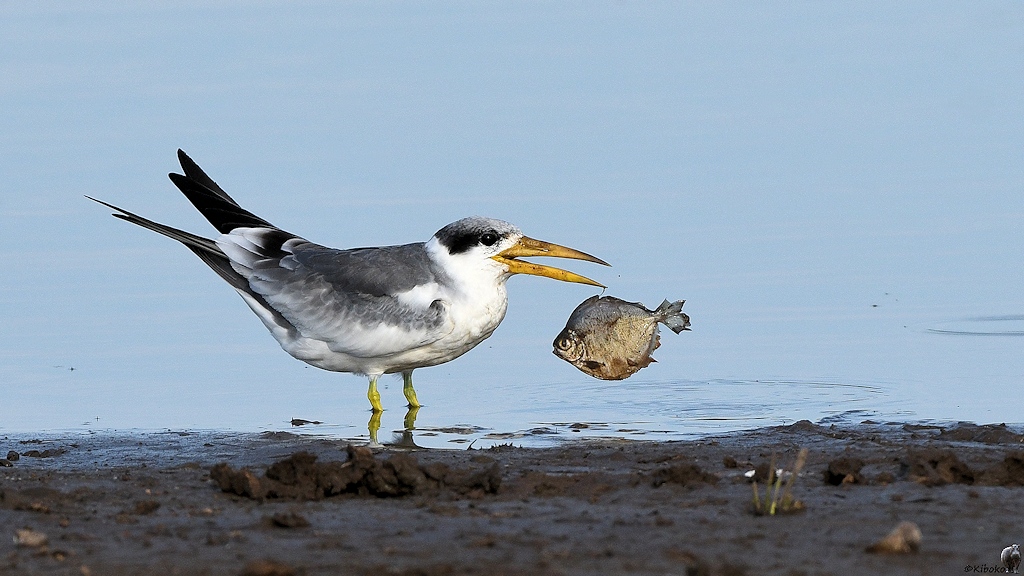 Großschnabel-Seeschwalbe (Large-billed Tern)s

180 Piuval BlackTern 0680