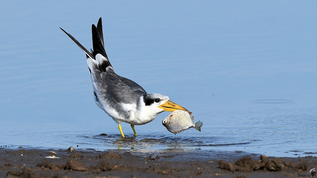 Großschnabel-Seeschwalbe (Large-billed Tern)

s180 Piuval BlackTern 0552