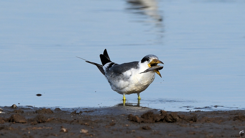 Großschnabel-Seeschwalbe (Large-billed Tern)

s180 Piuval BlackTern 0660