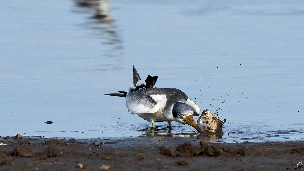 Großschnabel-Seeschwalbe (Large-billed Tern)

s180 Piuval BlackTern 0663