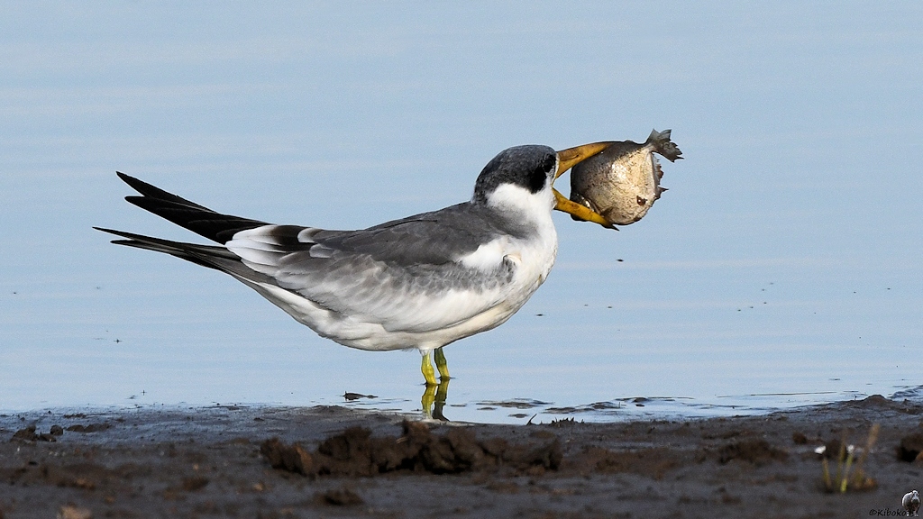 Großschnabel-Seeschwalbe (Large-billed Tern)

s180 Piuval BlackTern 0690