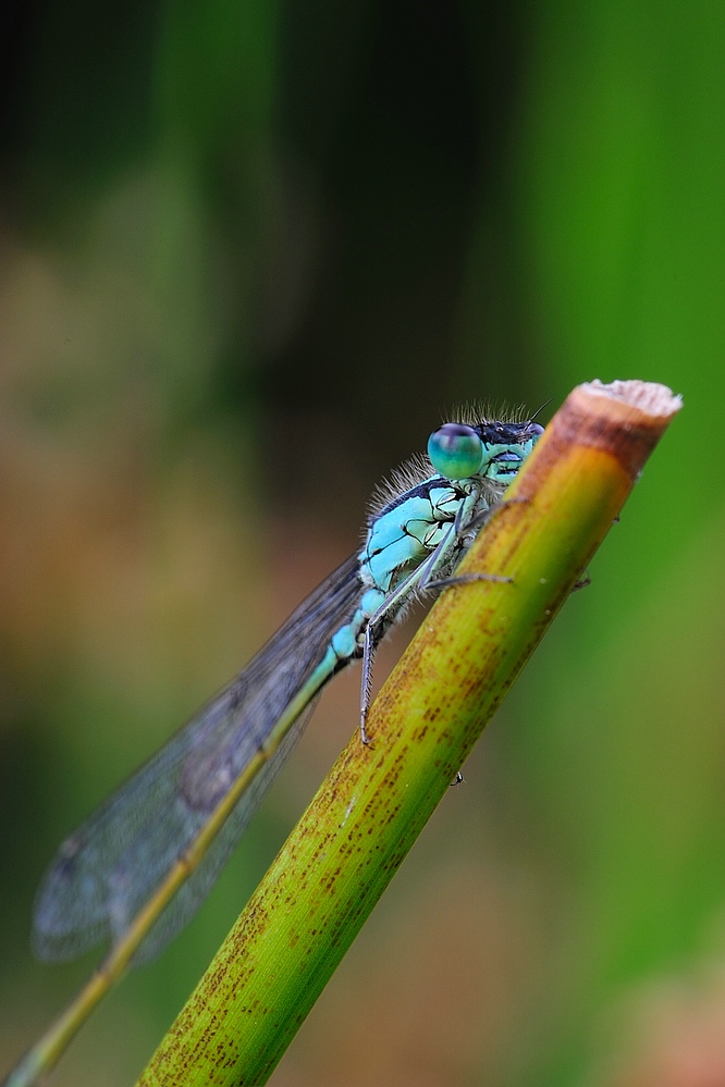 grossePechlibelle Dorfweiher